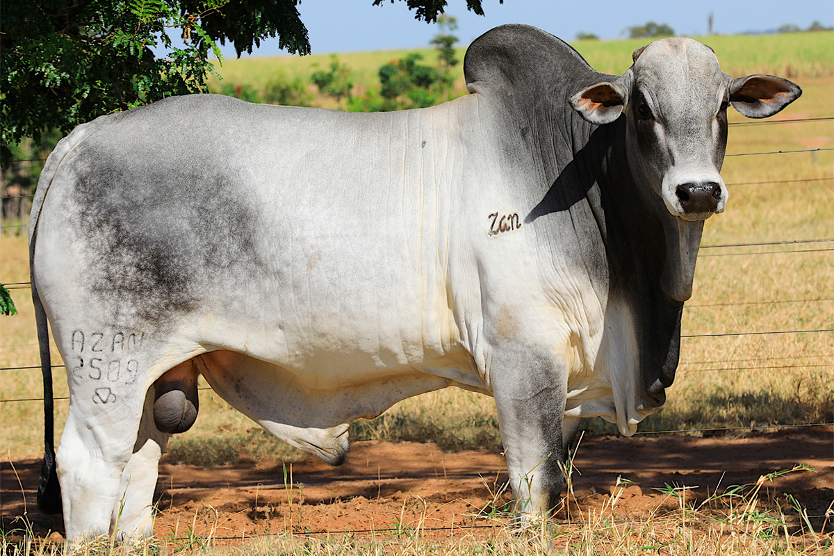 Bela Alvorada promove leilão de touros, novilhas e matrizes Nelore Zan